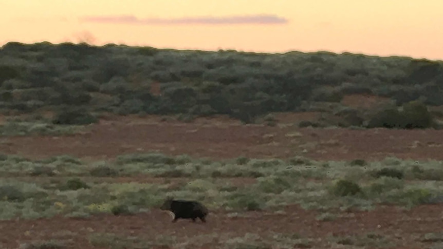 Southern hairy-nosed wombat