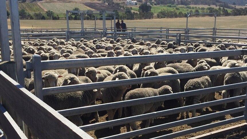 A yarding of 5 month old mixed sex merino lambs.