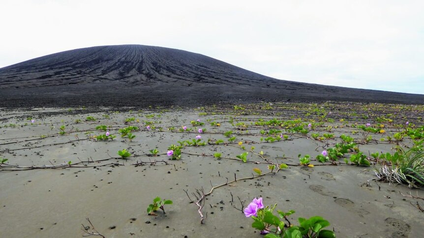 Green vine-like plants with pinky-purple flowers snaking over black sand with a volcanic cone in the background