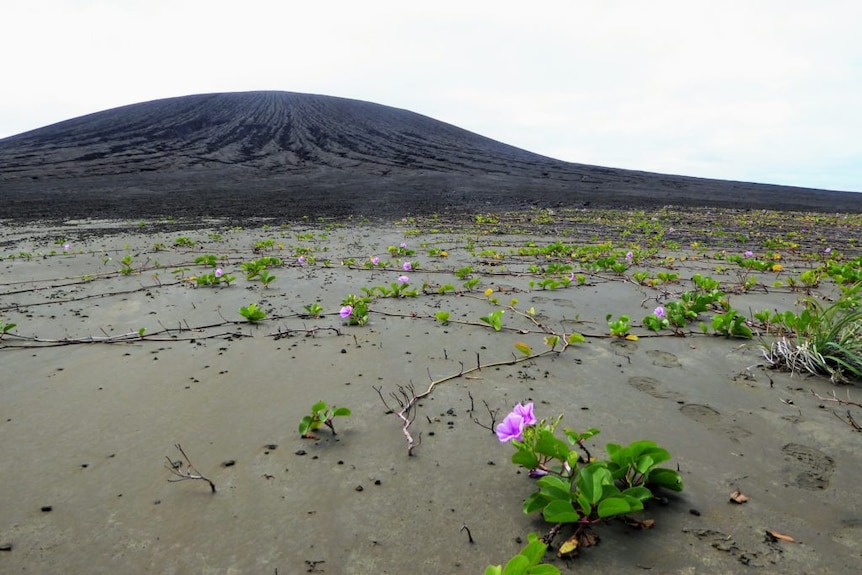 Green vine-like plants with pinky-purple flowers snaking over black sand with a volcanic cone in the background
