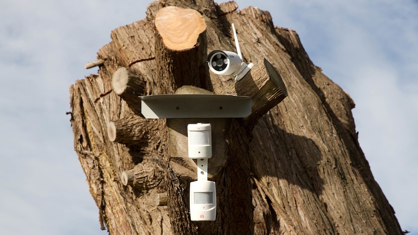 Security camera mounted on a tree stump
