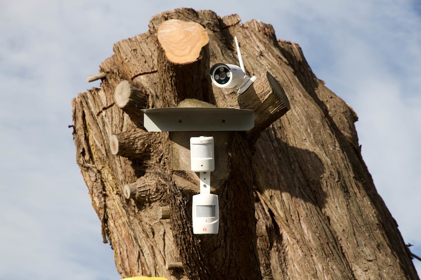 Security camera mounted on a tree stump