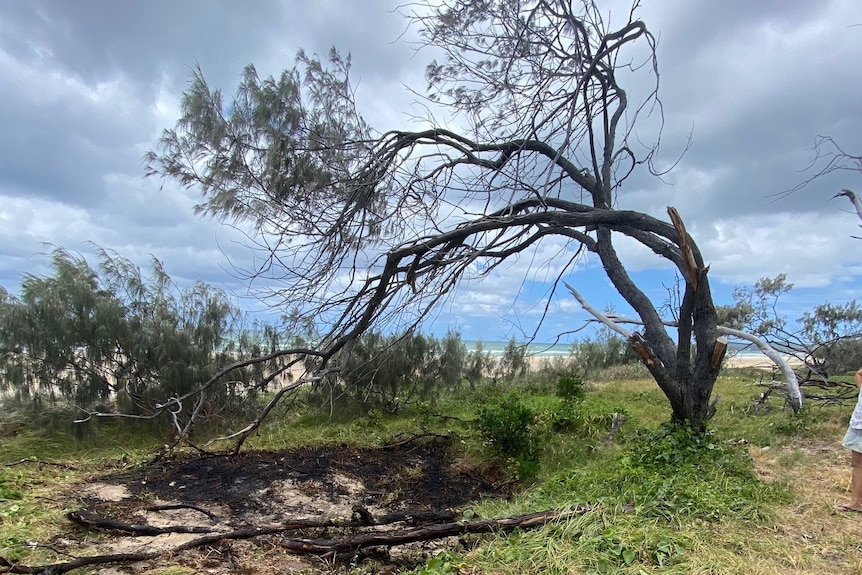 A burnt tree surrounded by burnt grass on a beach 