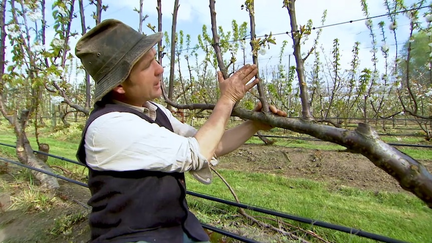 Tino Carnevale puts hand on branches of cherry tree that are being trained
