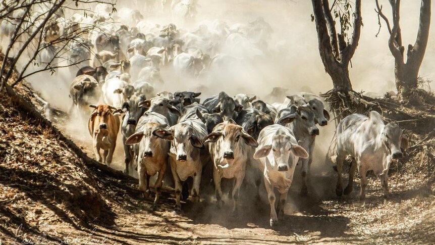 A mob of cattle run through trees towards the camera.