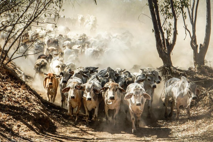 这是一场踩踏事件：昆士兰偏远地区的婆罗门种牛。