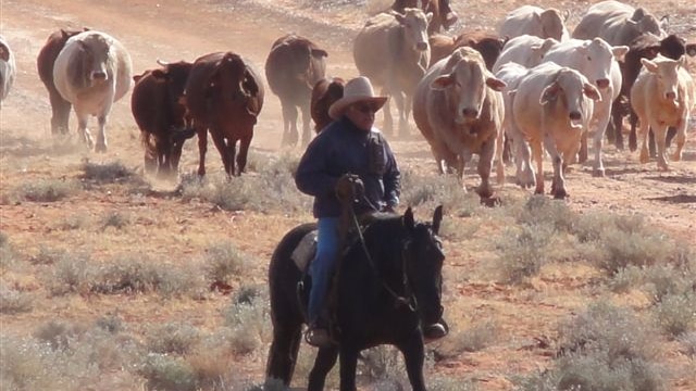 Head stockman Gordon Warren