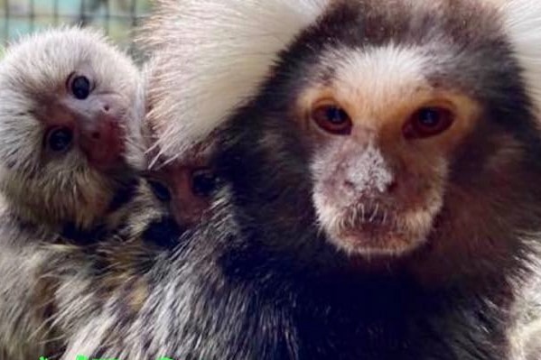 An adult marmoset monkey with a juvenile on its back