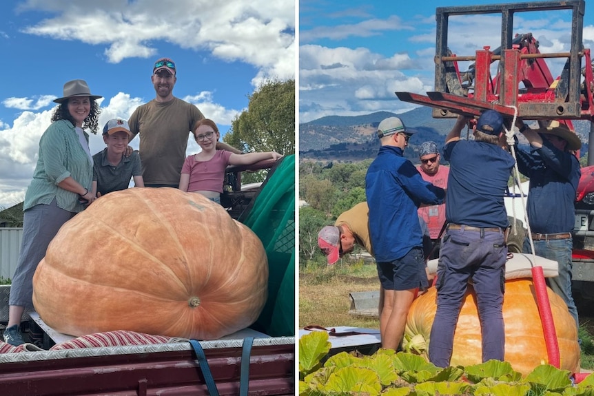 Two images of a giant 400 kilogram pumpkin side by side