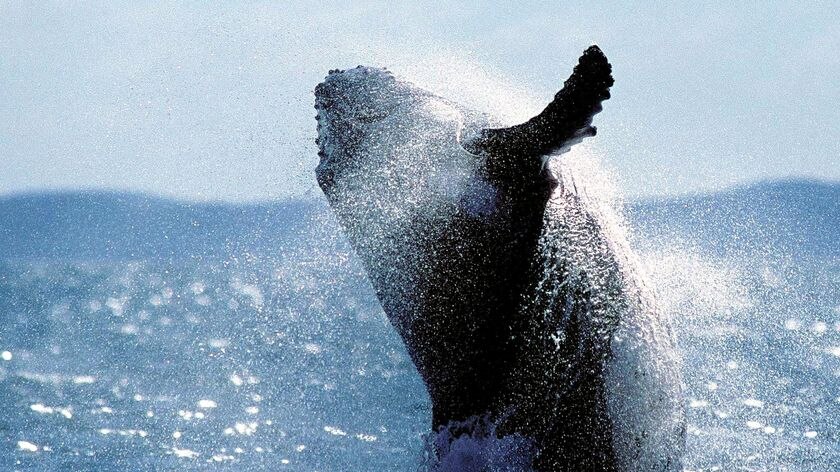 Action ... Greg Hunt says that the Howard government moved late last year to protect humpbacks. (File photo)