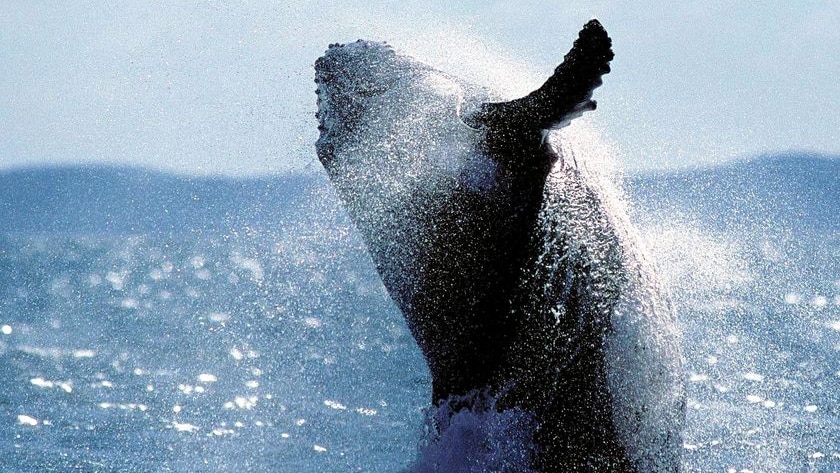 The study shows 95 per cent of whales return to Hervey Bay on a yearly basis.