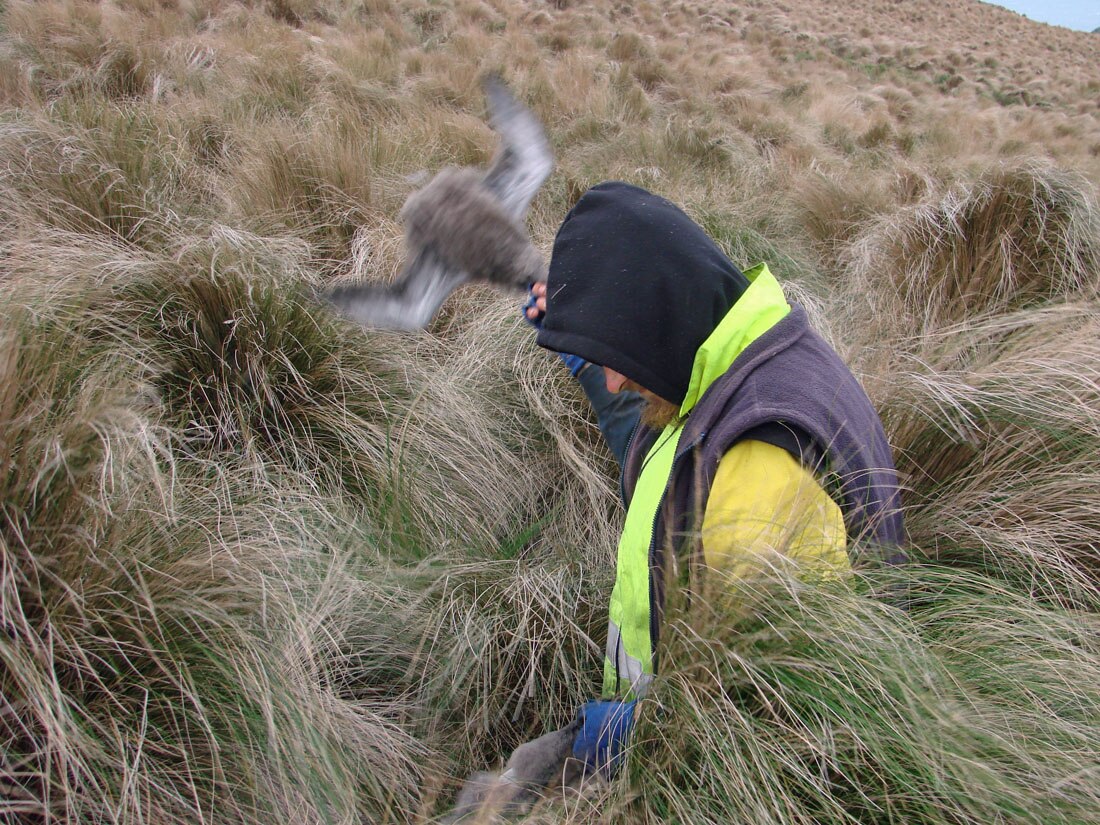 Killing the fledgling birds