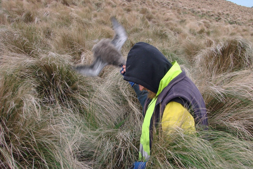 Killing the fledgling birds