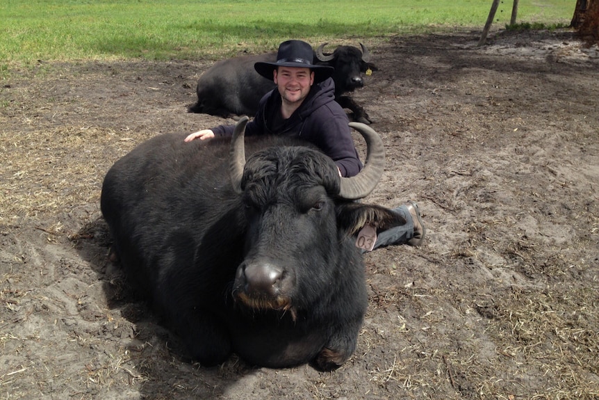 Bryan Jans sitting behind one of his dairy buffaloes.