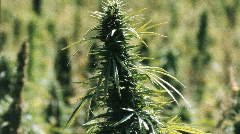 A marijuana plant sits in the sun.