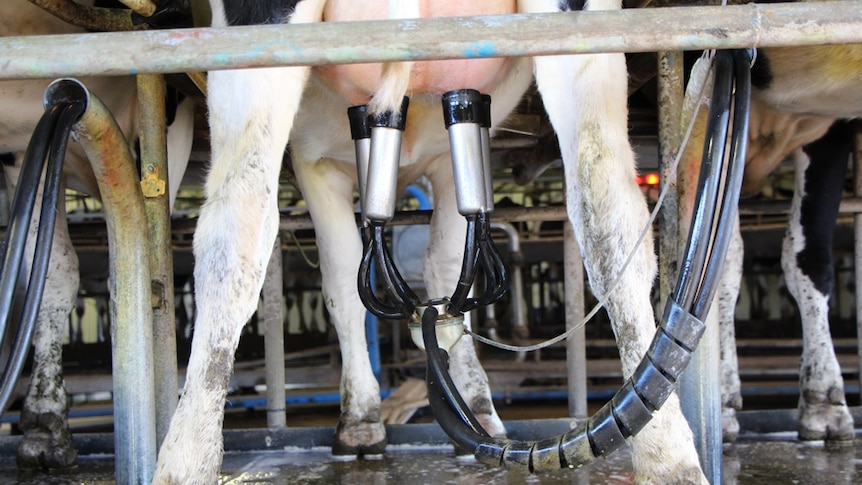 a cow stands in a milking parlour, with stainless steel milking cups attached to her teats