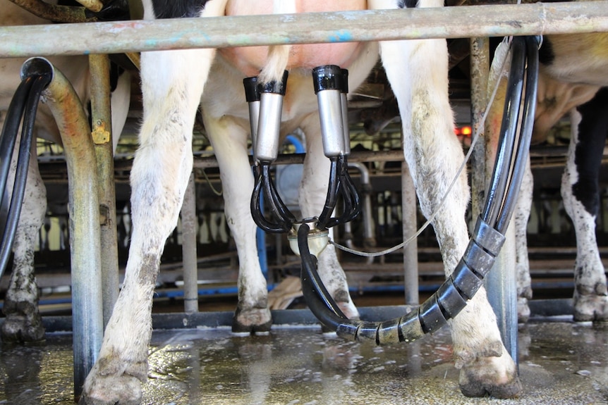 a cow stands in a milking parlour, with stainless steel milking cups attached to her teats