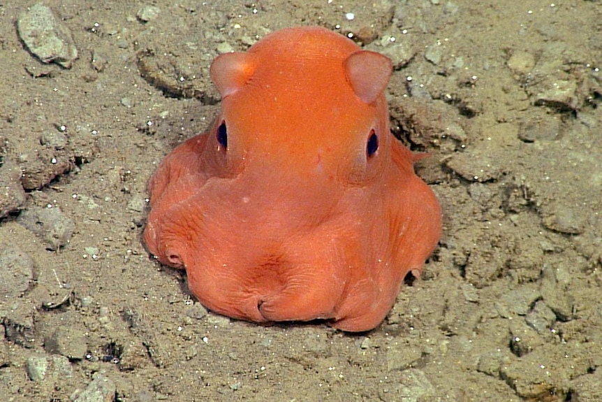 Adorable octopus