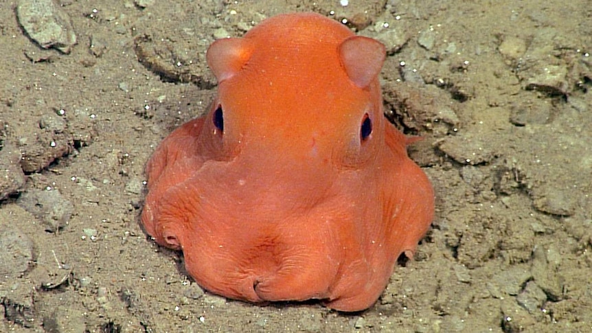 Adorable octopus