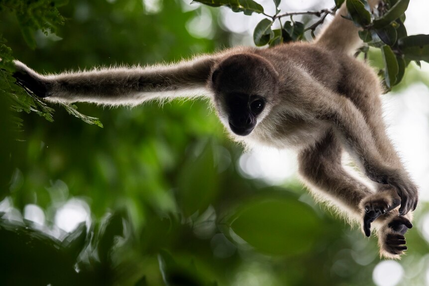 A grey monkey swinging between trees. 