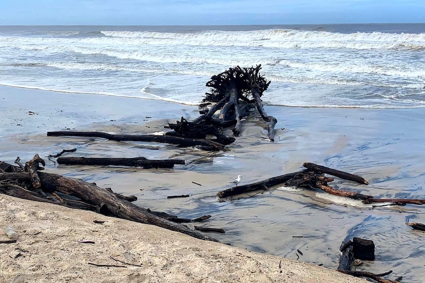 A massive tree stump washed up on a beach in heavy surf conditions