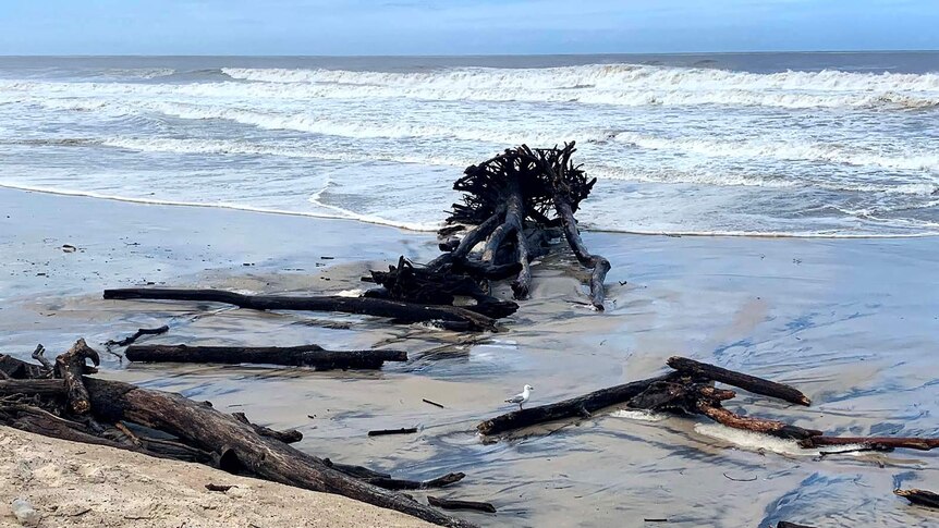 A massive tree stump washed up on a beach in heavy surf conditions