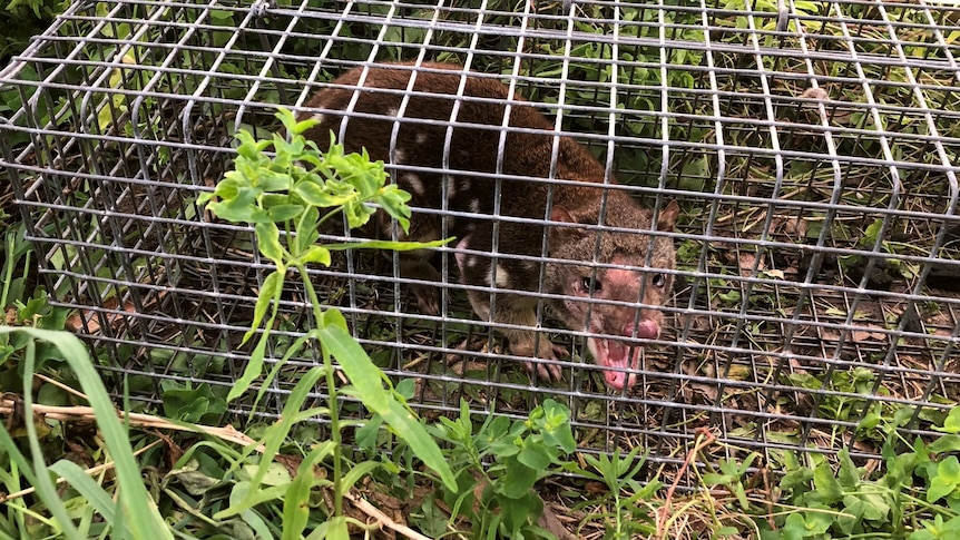 Brown quoll in a wire cage showing its teeth