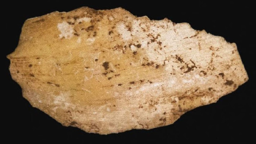 Shells found in Boodie Cave date back up to 40,000 years.