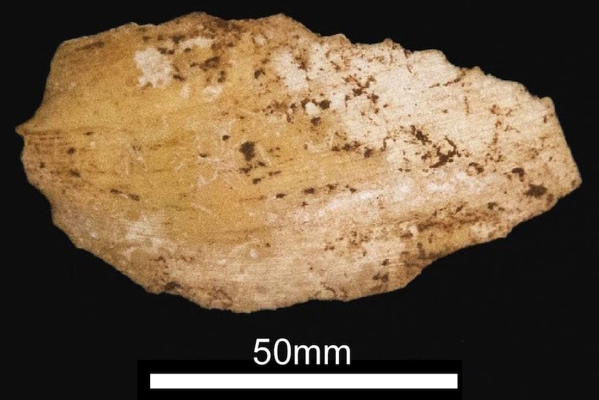Shells found in Boodie Cave date back up to 40,000 years.