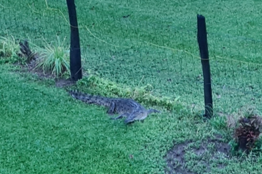 A small crocodile lies in grass by a fence in a backyard