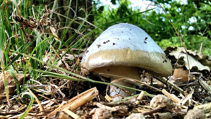 Death Cap mushroom growing in Canberra park - Close up in leaf litter. Good generic Taken Jan 2012.