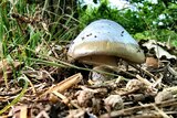 Death cap mushrooms are usually found around oak trees in autumn.