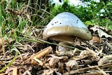 Death cap mushroom