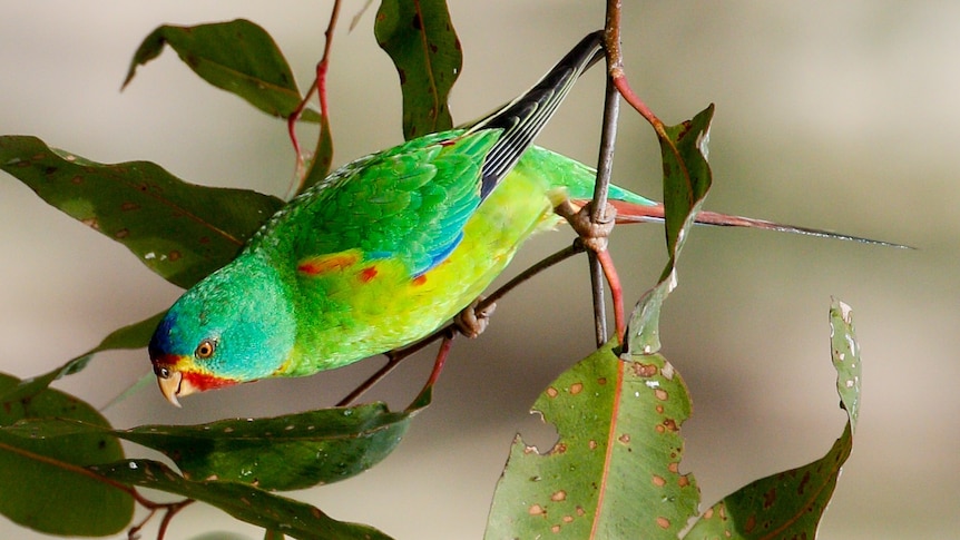 A small green parrot in a gum tree.
