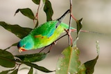 A small green parrot in a gum tree.