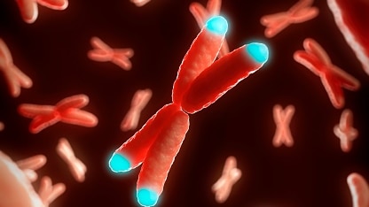 Illustration of chromosomes (coloured red), with their ends coloured blue (to show the location of telomeres)