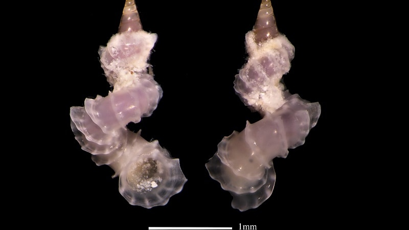 Two miniature cone shapes species, in a shell.