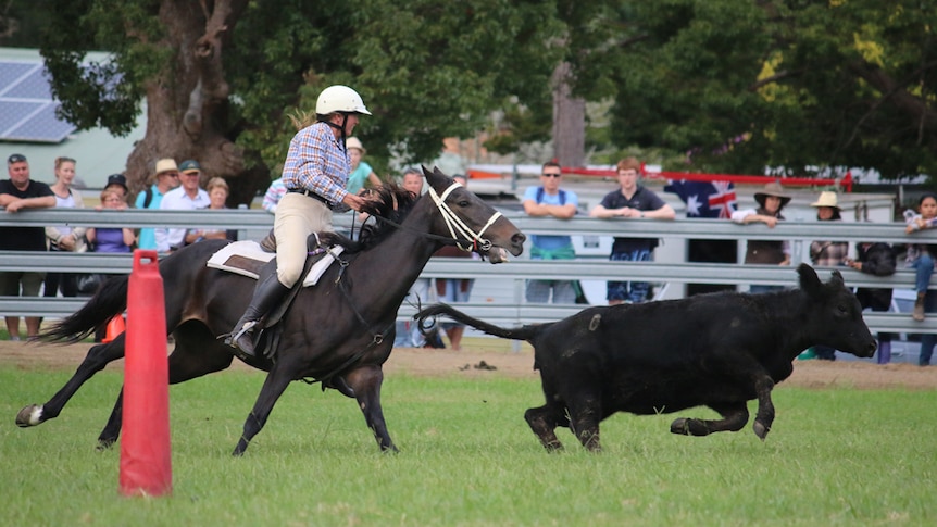 Lady in a check shirt and white helmet rides a black horse behind a black steer in the Wauchope Campdraft.