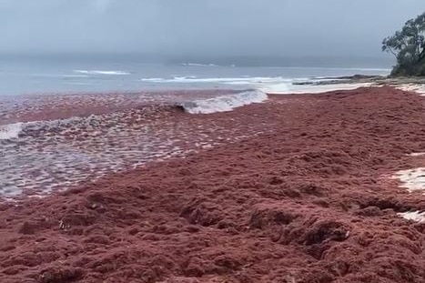 Red algae washed up on a beach 