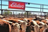 Elders sign at a cattle sale