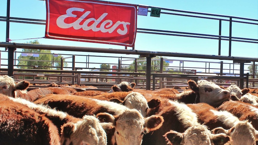 Elders sign at a cattle sale