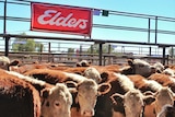 Elders sign at a cattle sale