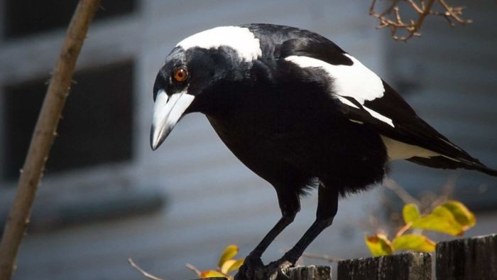 Magpie on a fence