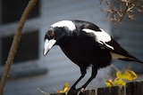 Magpie on a fence