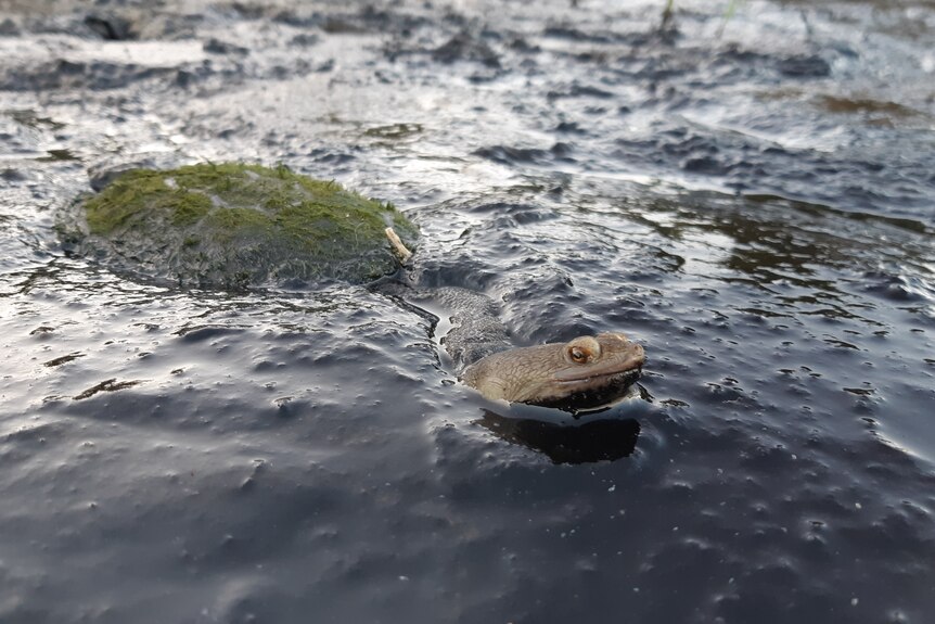 A turtle pokes its head out of the water, with its mossy shell behind
