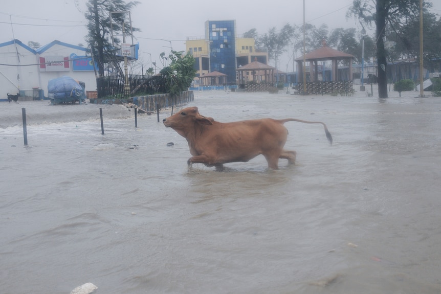 Корова проходит в приливных водах на пляже Дигха на побережье Бенгальского залива, когда усиливается ураган Яс. 