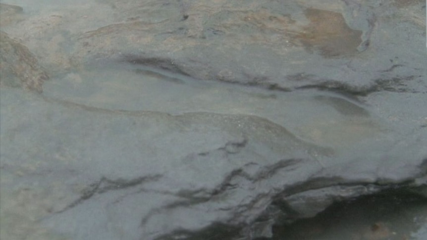 The footprints were found in ancient estuary mud in eastern England.