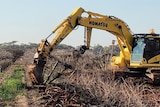 A yellow excavator pushes out grape vines.