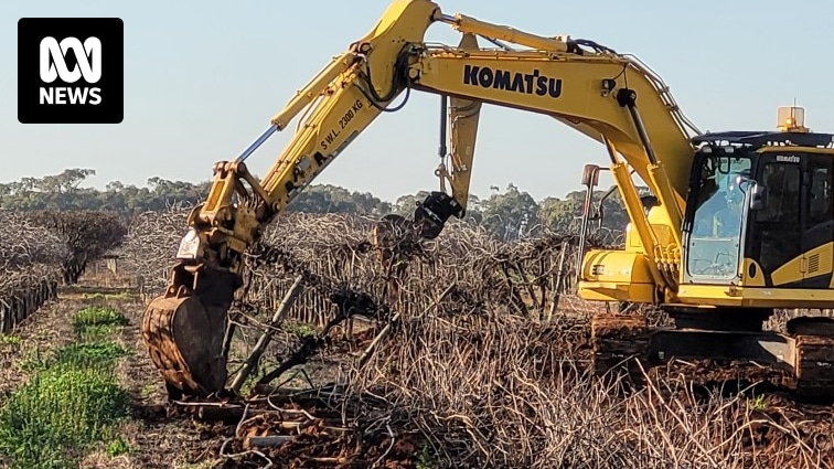 Wine grape growers remove vineyards in New South Wales Riverina after historic low prices