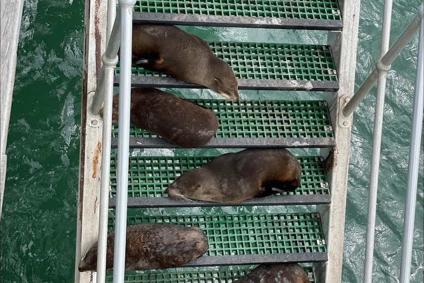 Juvenile seals lying on grated plastic steps of jetty, water below